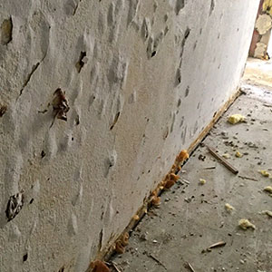Hutpilze wachsen aus der Wand und Randfugen